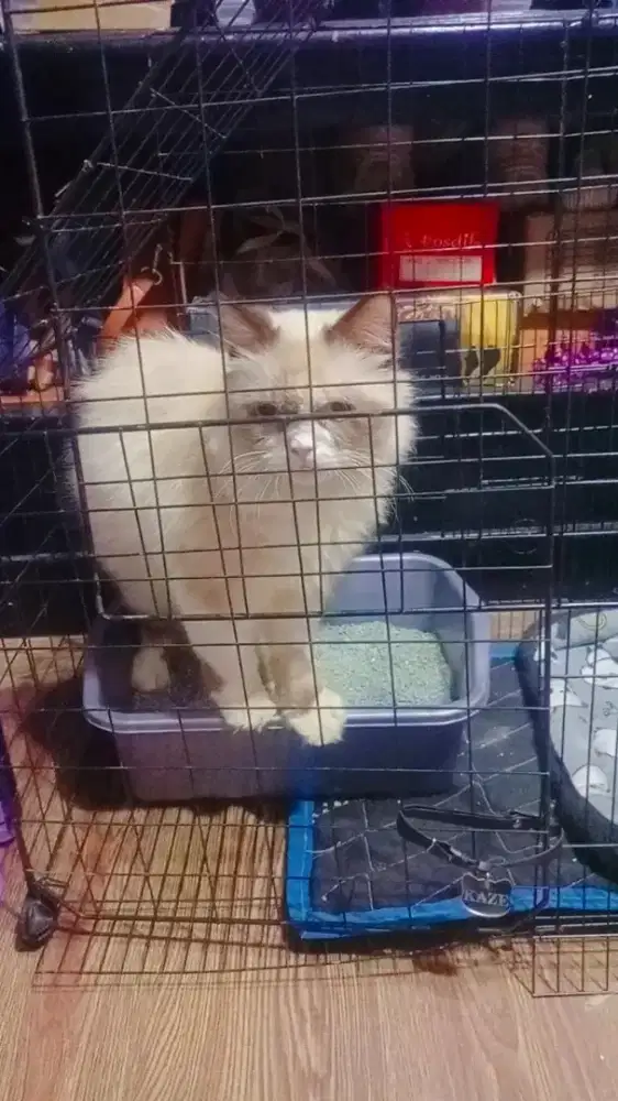 Himalaya jantan 7 bulan