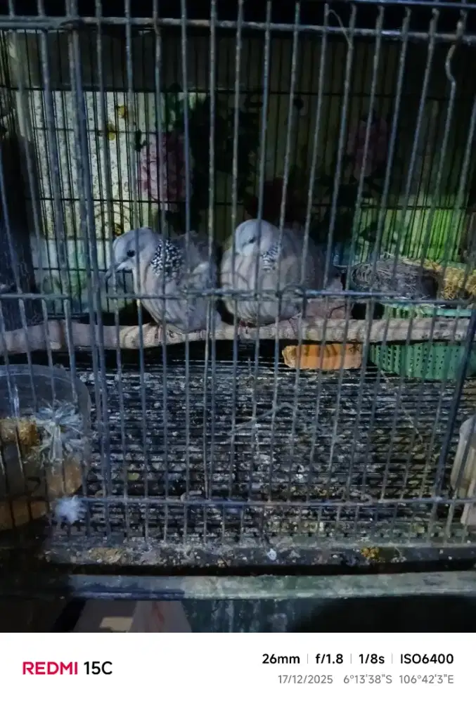 Jual sepasang burung klantan