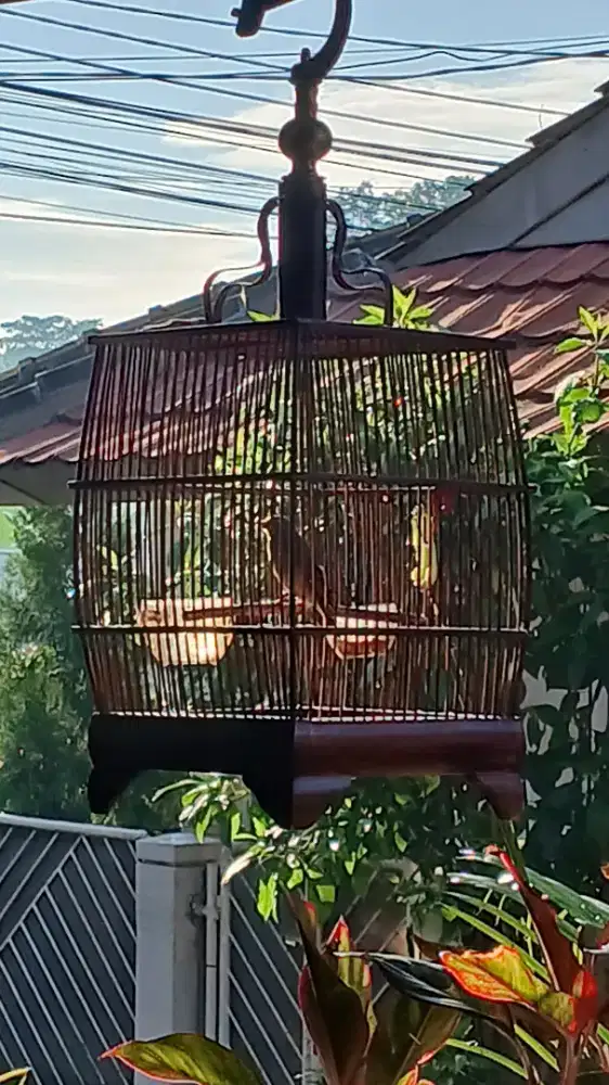 Kandang pleci,dll  burcil