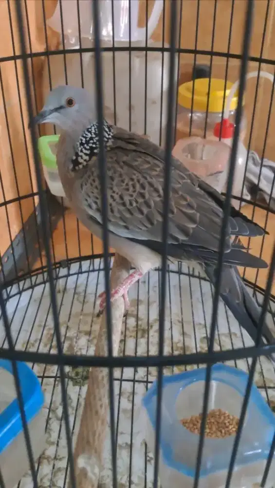 Tekukur kuk 4-5 garansi dan jamin jantan video ke wa