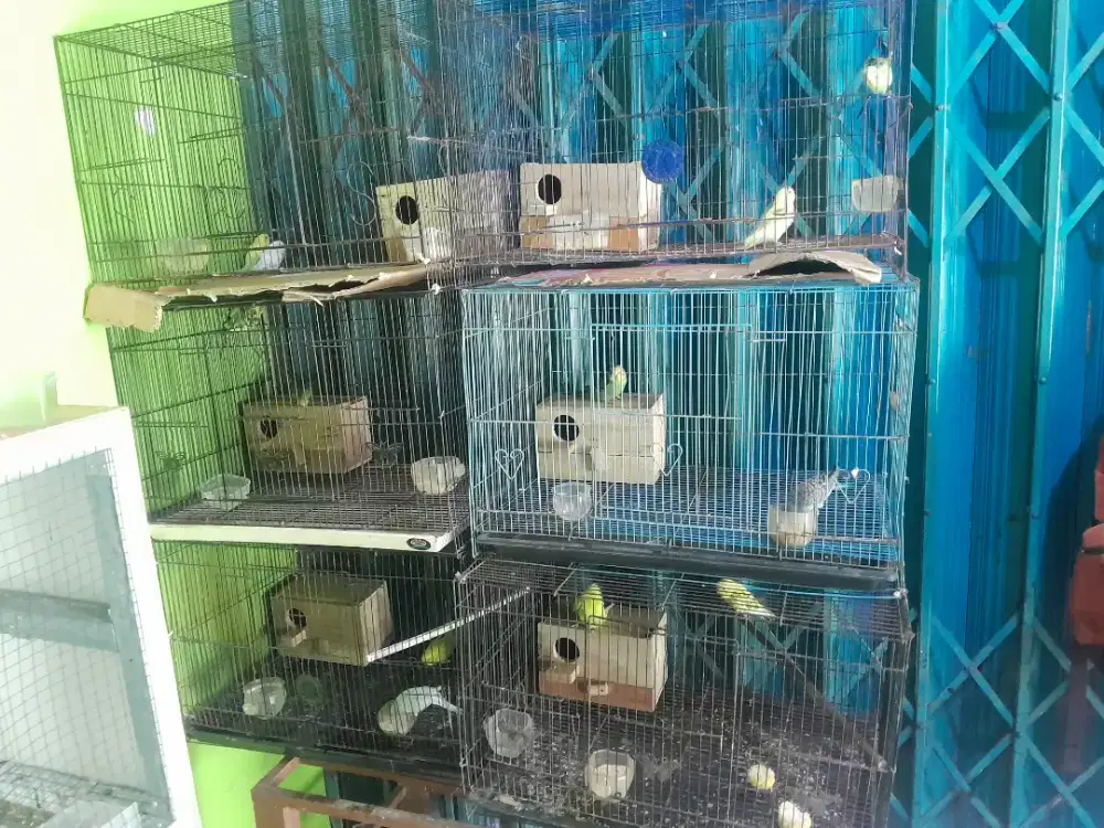Burung parkit 1 pasang