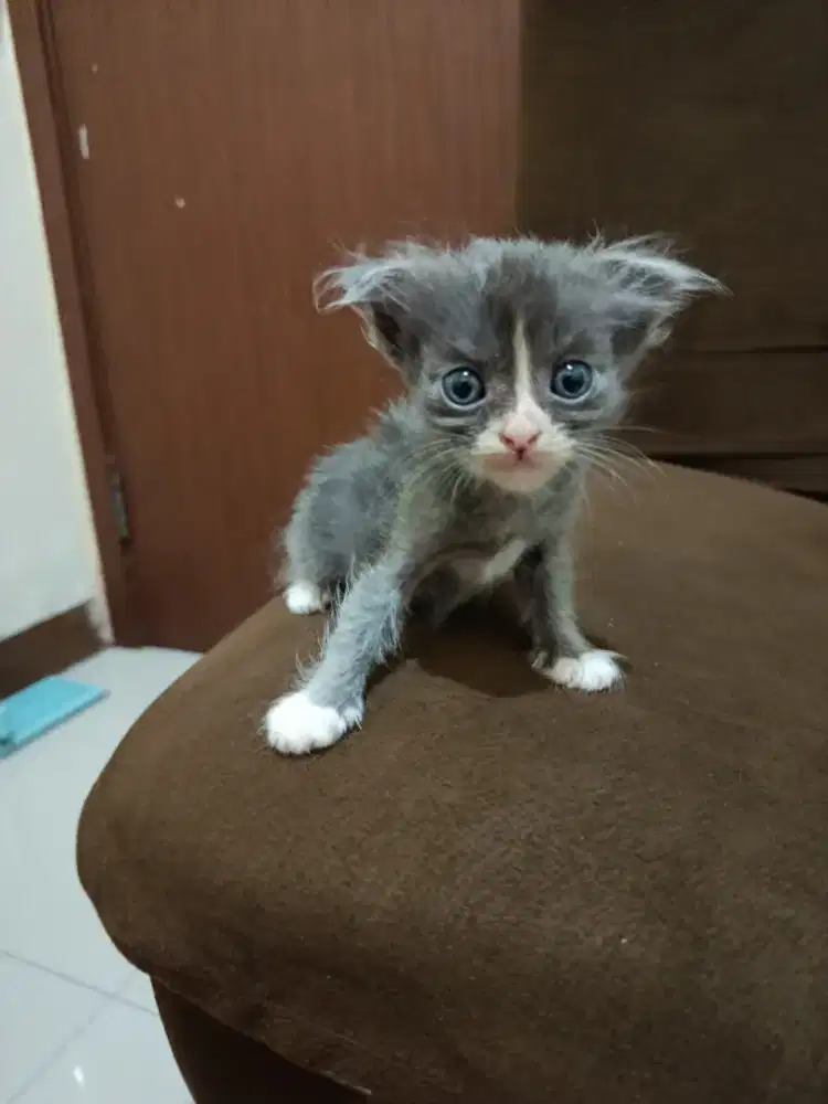 Munchkin ns fold longhair jantan