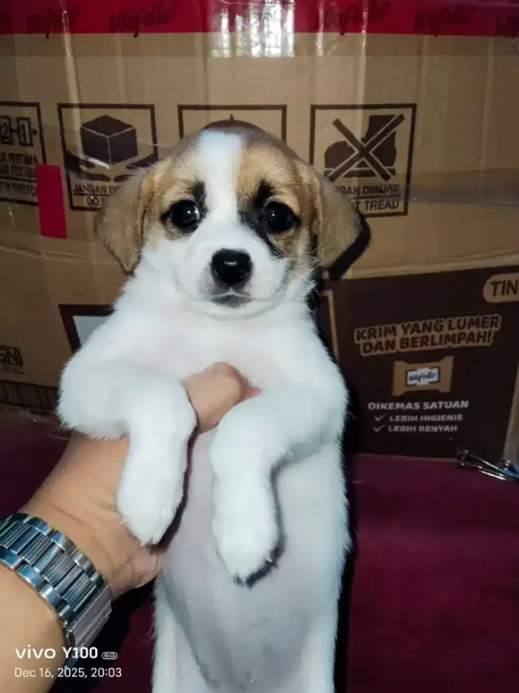 Anjing minipom mix maltipom betina