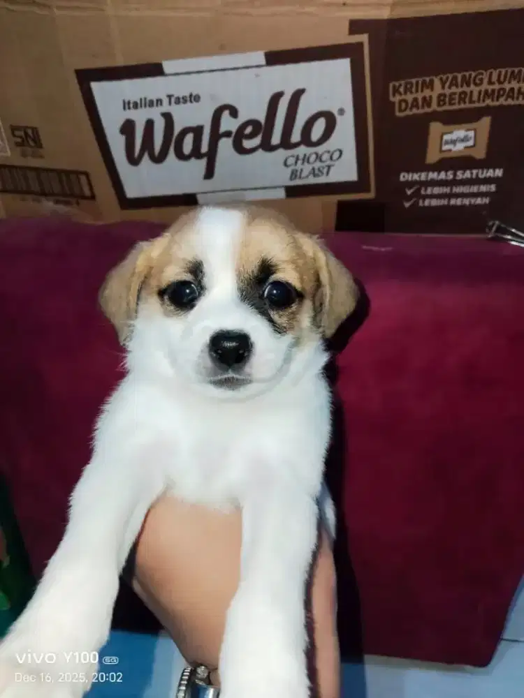 Anjing minipom mix maltipom