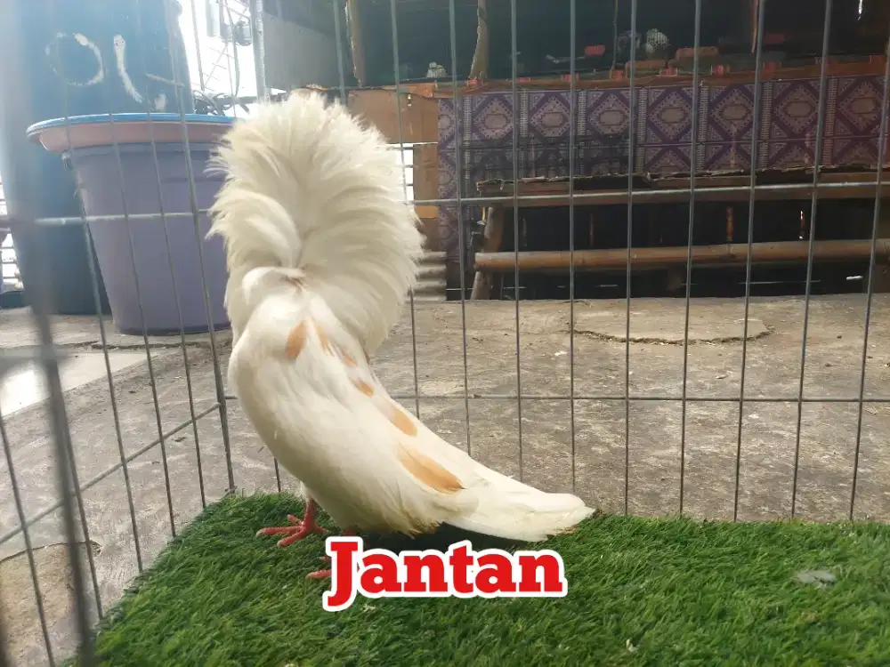 Merpati Hias Jacobin Indukan Jantan.