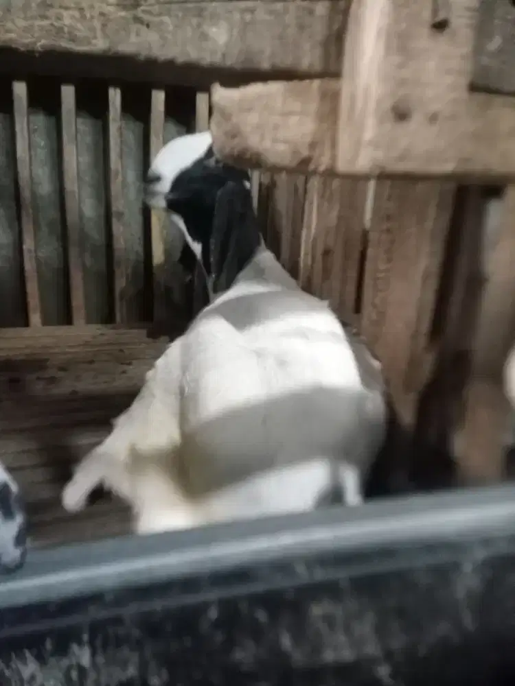 Kambing/domba untuk aqiqah dan qurban pamulang