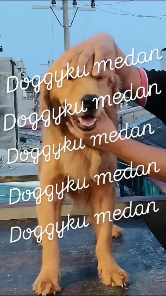 Golden retriver jantan