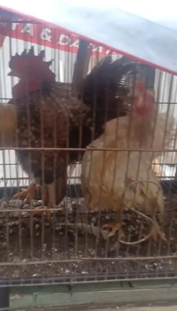 Indukan Serama Produksi