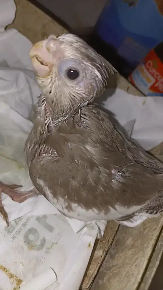 Anakan Falk cinnamon