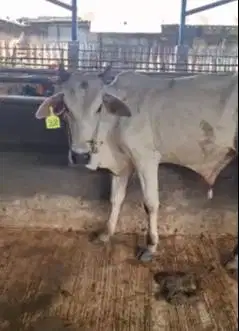 paketan 5 ekor sapi jantan cross ongole TB 120cmUP 200kiloan rawatan