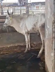 5 ekor sapi jantan cross ongole TB 120cmUP 200kiloan siap digemukin ok