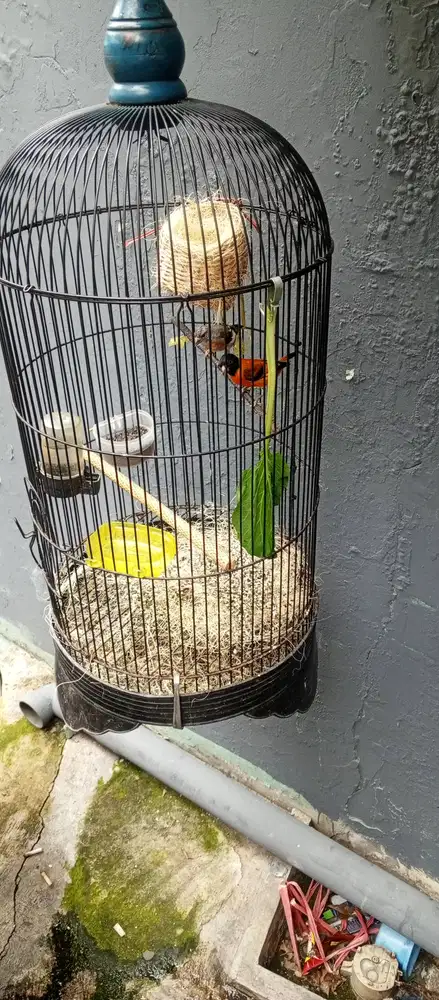 Jual redsisikin sepasang