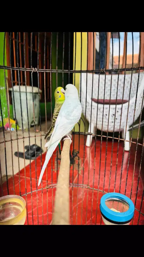 Parkit Lokal Sepasang