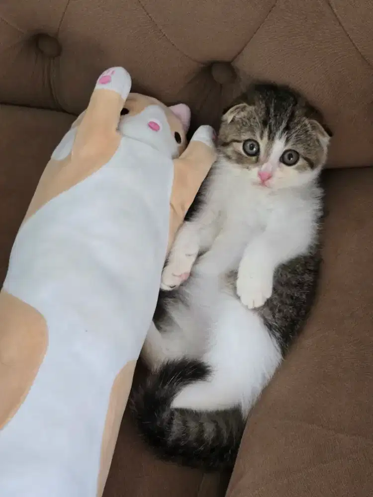 Kucing british shorthair bsh x scotish fold