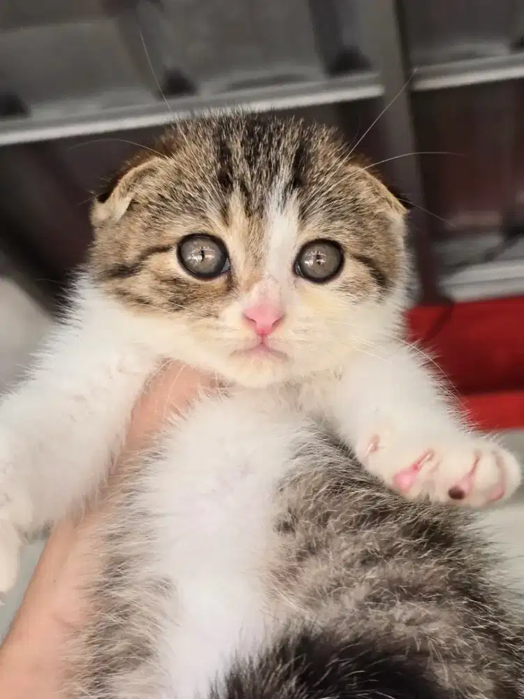 Kucing scotish fold kitten jantan