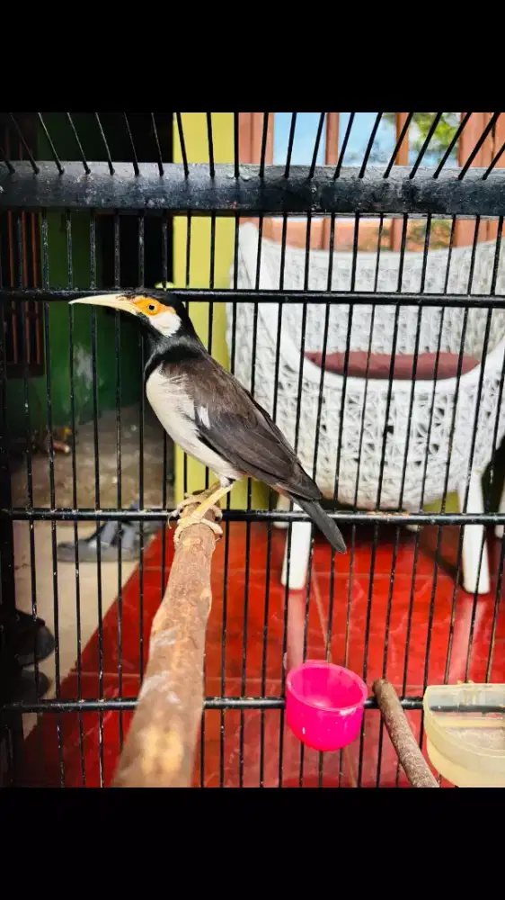 Jalak Suren Jawa Sudah Gacor