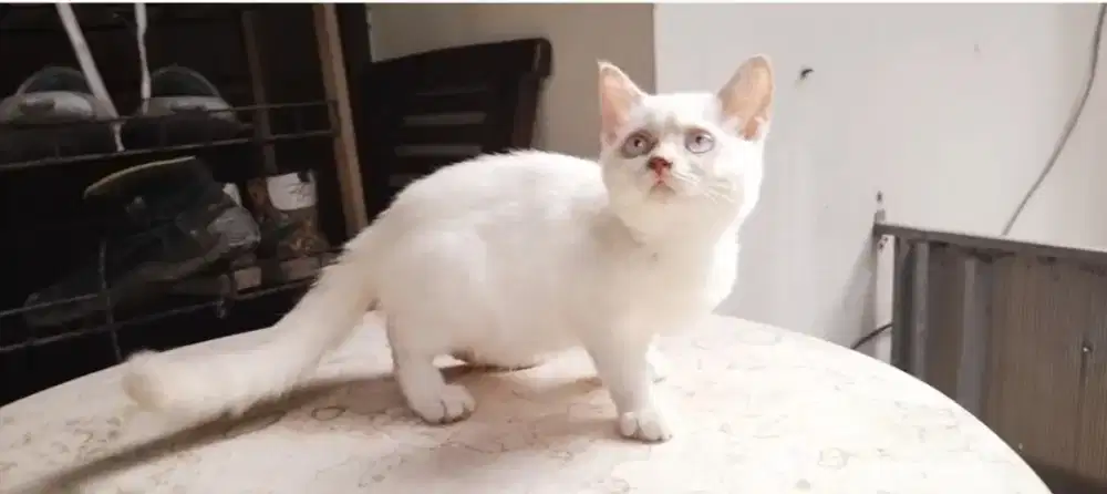 Bsh cinamon point betina