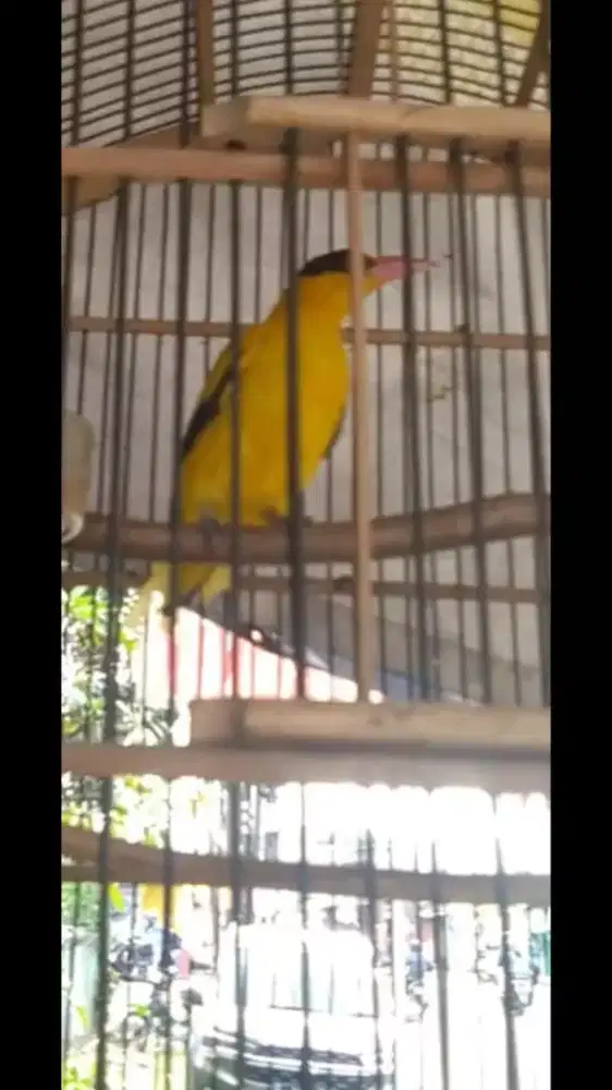 Kepodang Emas Rajin Bunyi