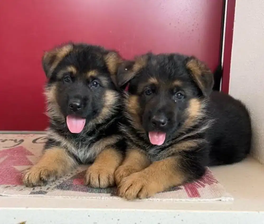 JUAL ANJING GERMAN SHEPHERD