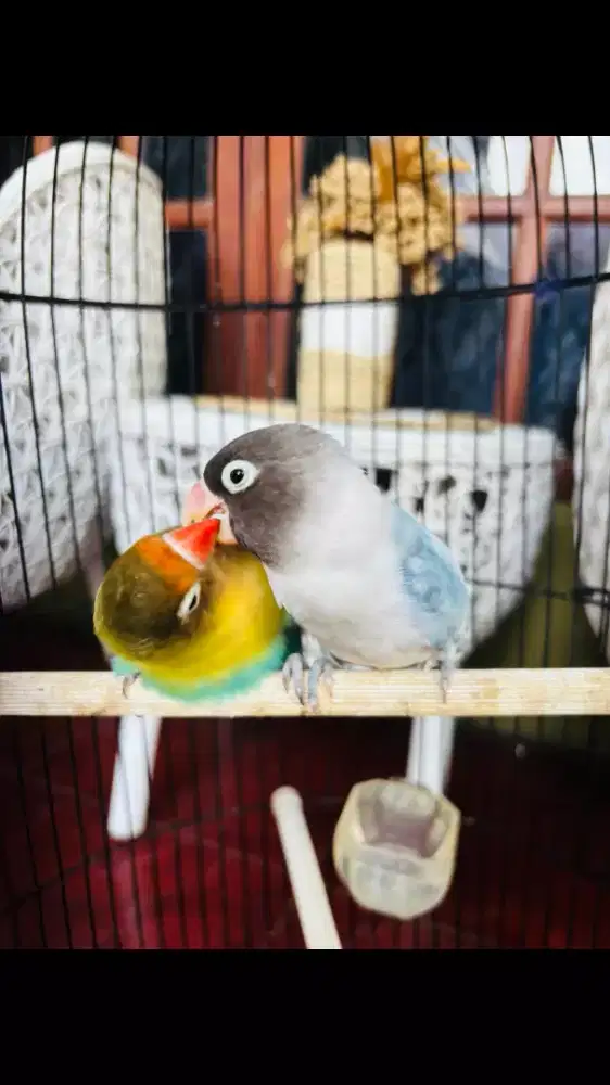 Love Bird PB dan BS