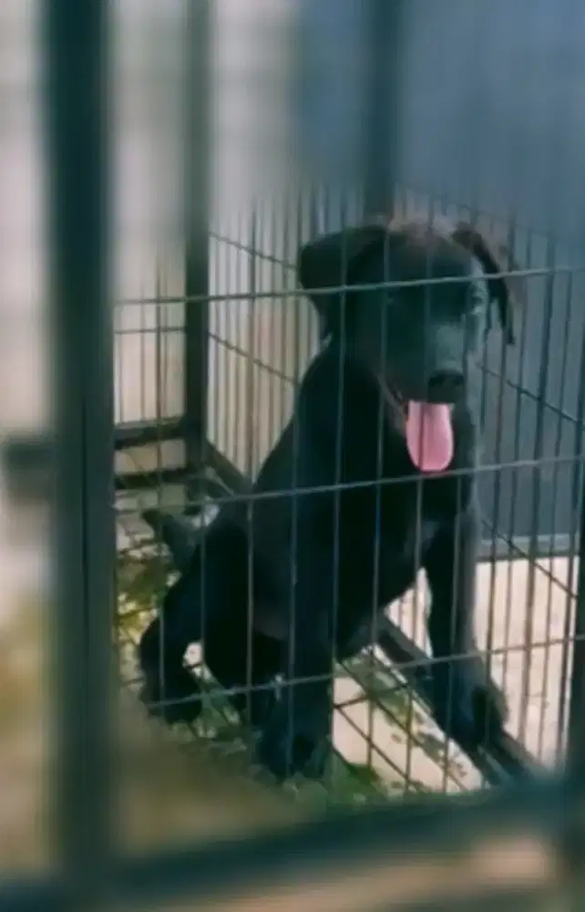 Labrador Jantan non stb