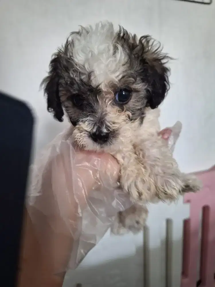 Poochon betina party 4 color