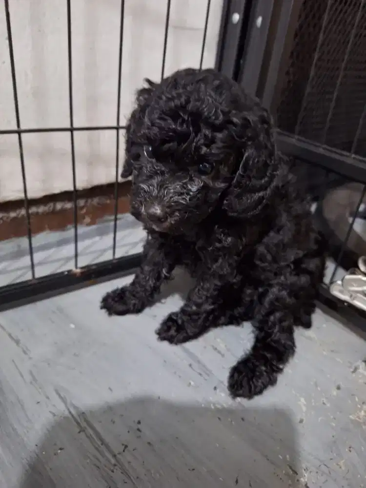 Poodle grey betina