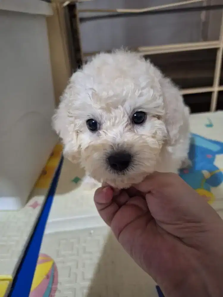 Anjing poodle betina putih