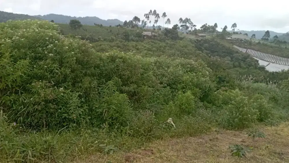 Jasa Pengobatan ( terapi Prana)