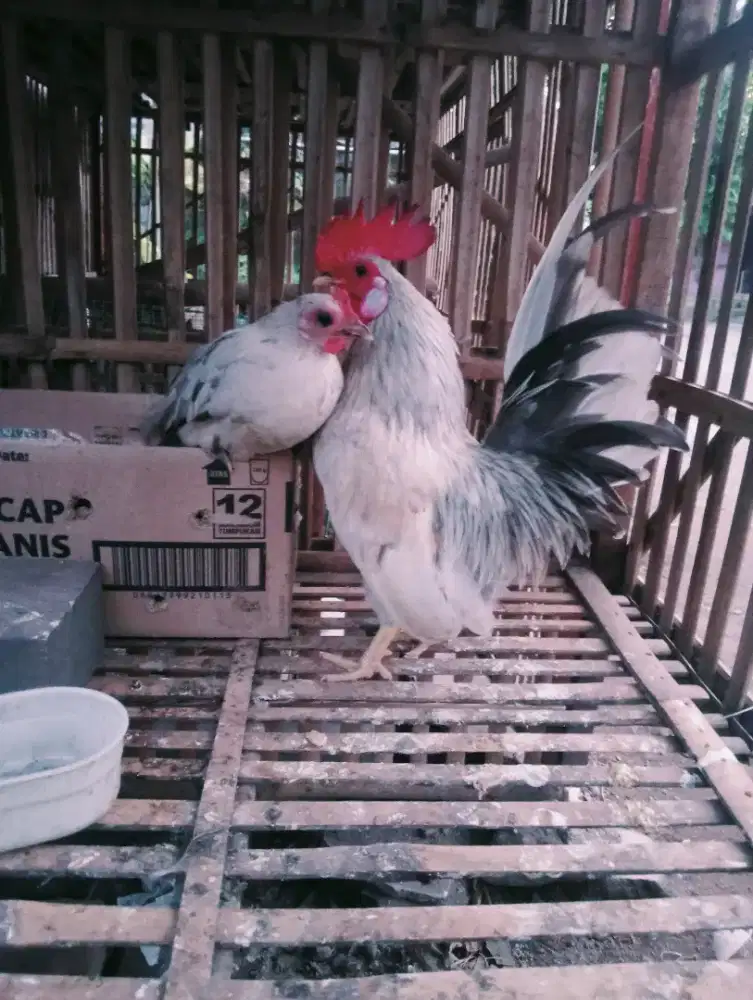 Sepasang kate siap produk