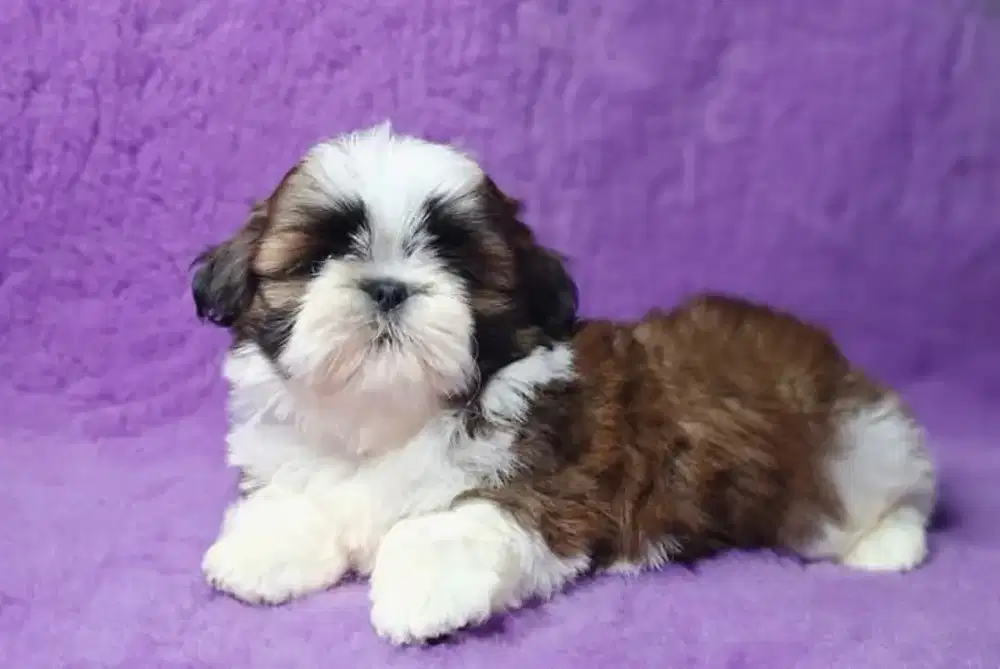 JUAL ANJING SHIHTZHU