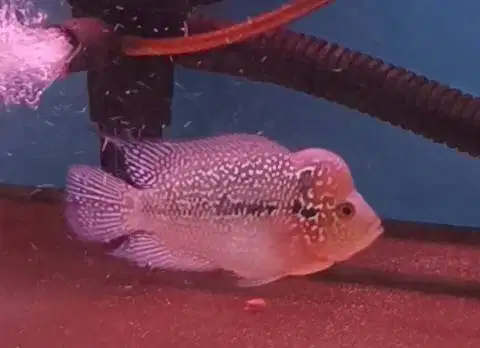 ikan louhan cencu di Medan.