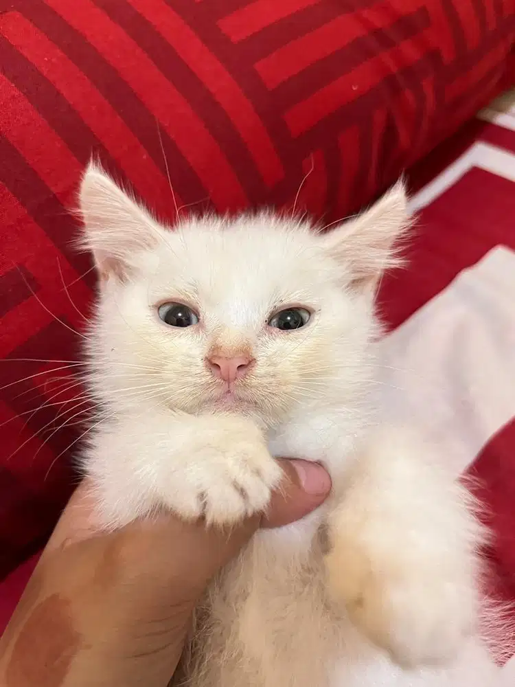 Kucing persia mata biru jantan