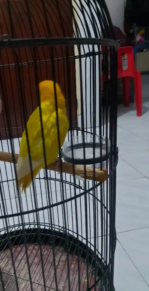 Lovebird lutino MH split PB  remaja
