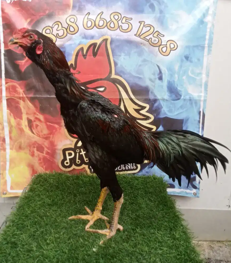 Ayam Pakhoy  yodmongkol