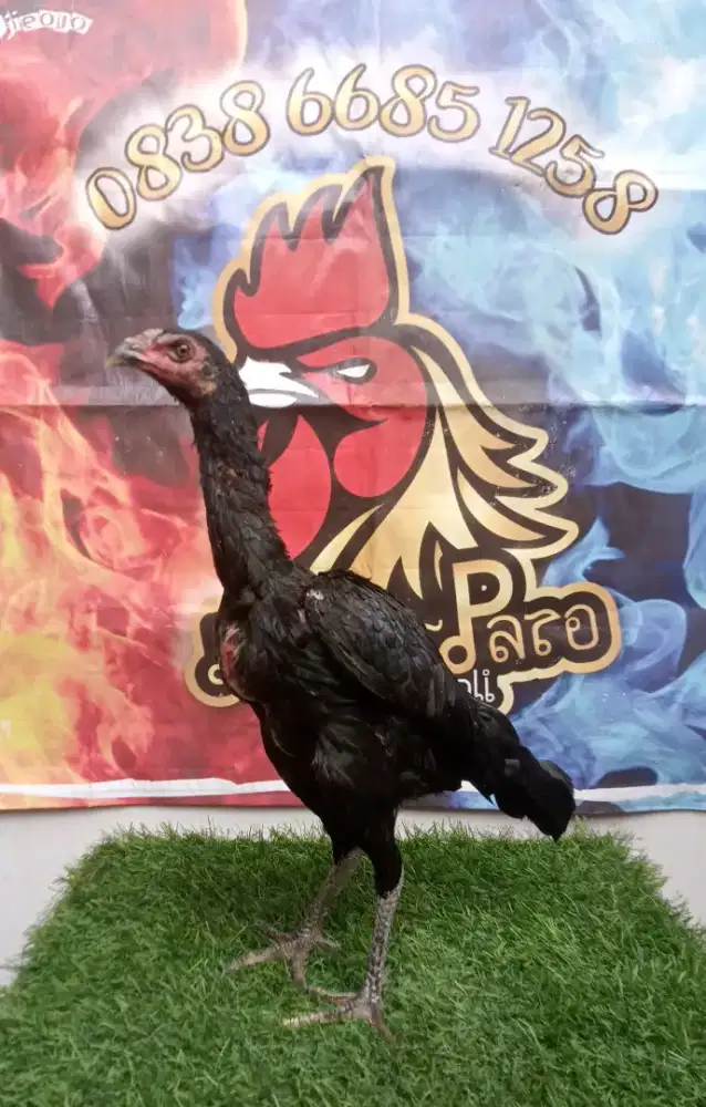 Ayam Pakhoy Betina anak import