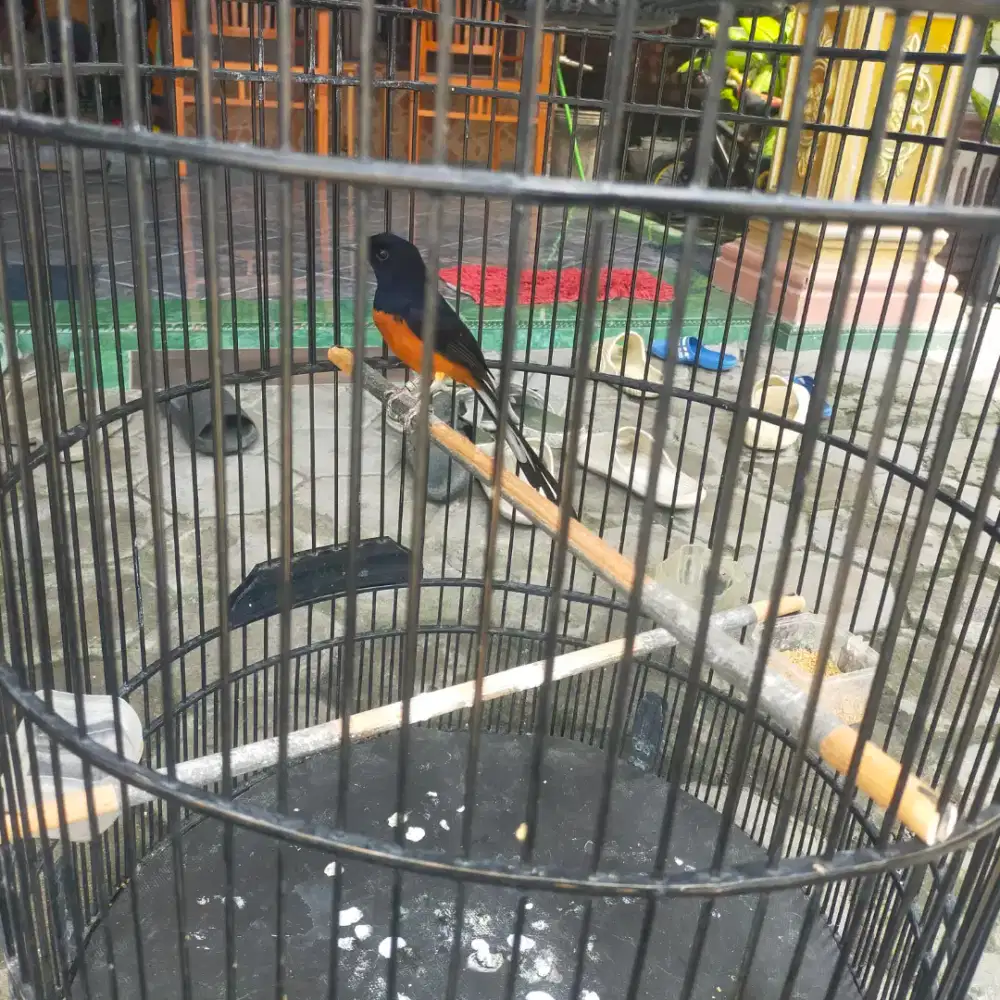 Burung murai batu Medan pe 17-18 harian gacor