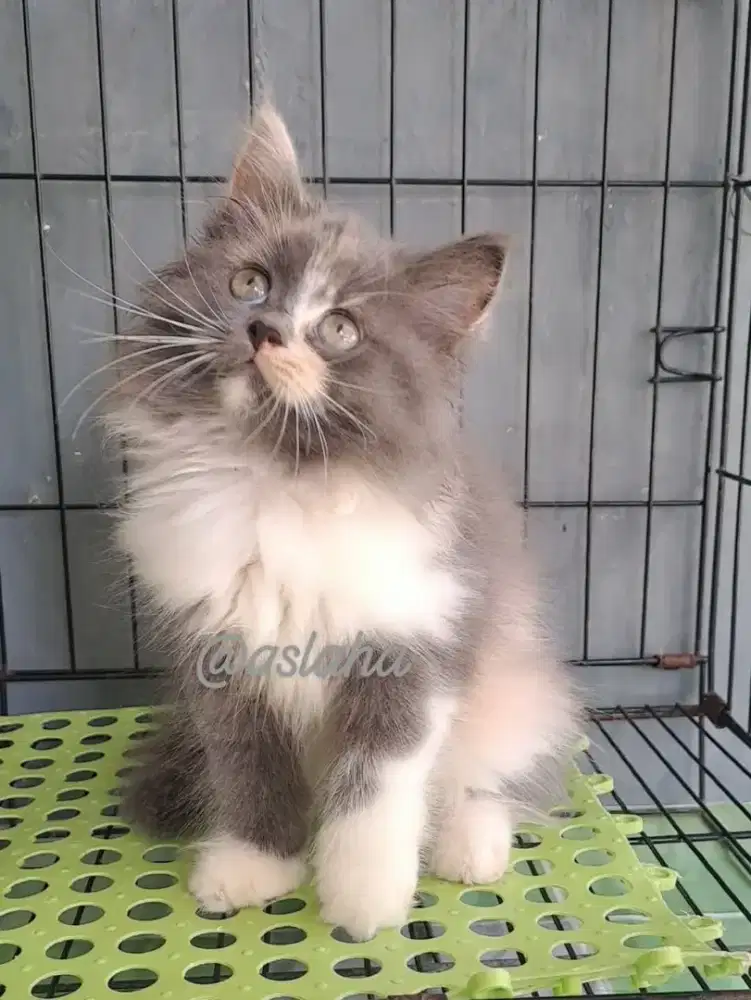Anak kucing anggora/kitten persia betina/kucing persia betina