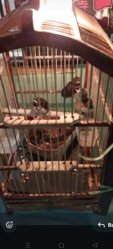 Trotol Murai Batu Medan