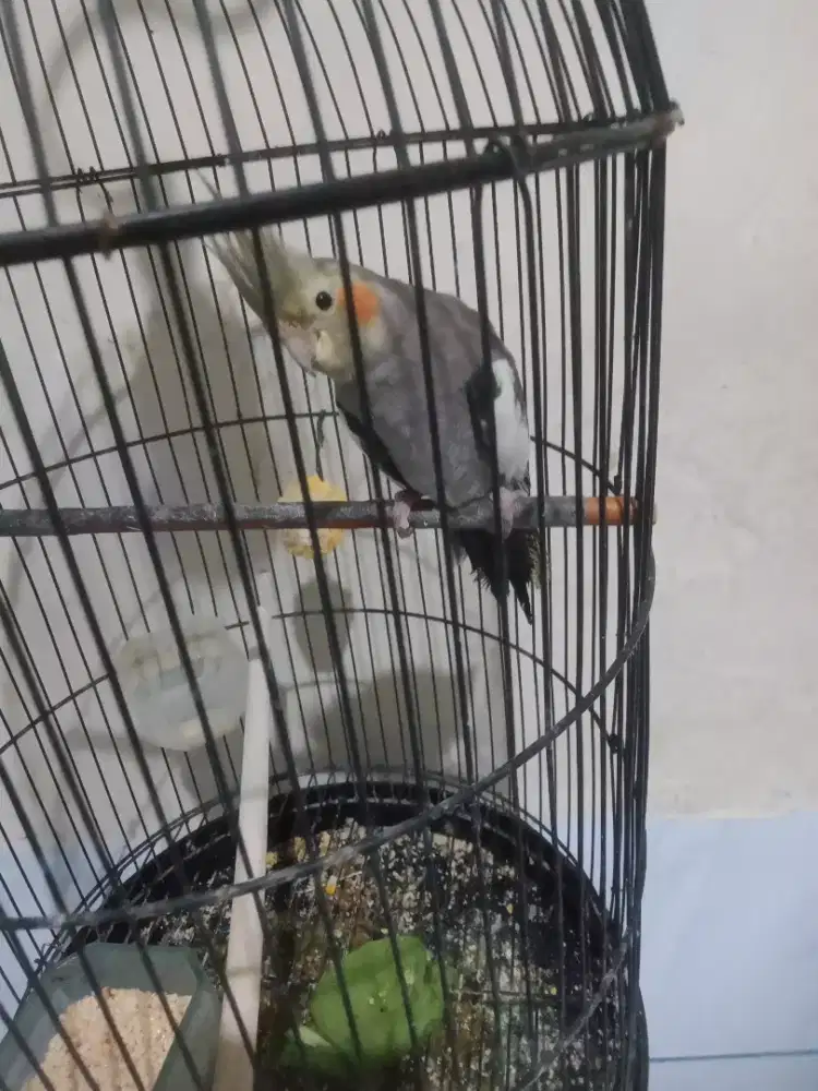 Jual falk ( parkit Australia ) betina fs