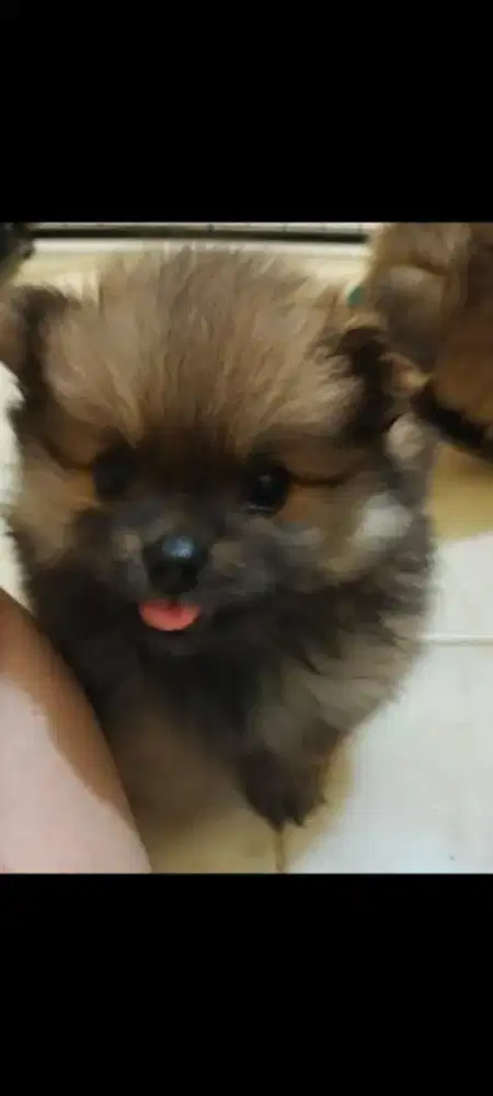 Di jual Anakan Pomeranian