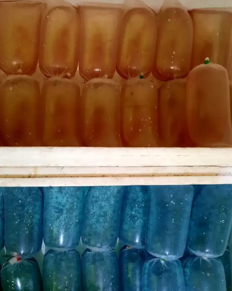 PAKAN IKAN FRESH KUTU AIR & JENTIK