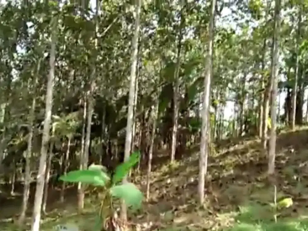 Dijual TanahDaerah Sagaranten Sukabumi Jawa Barat