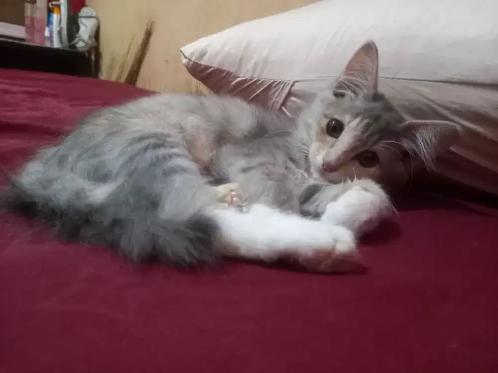 Persia betina 4bulan 200rb NETT