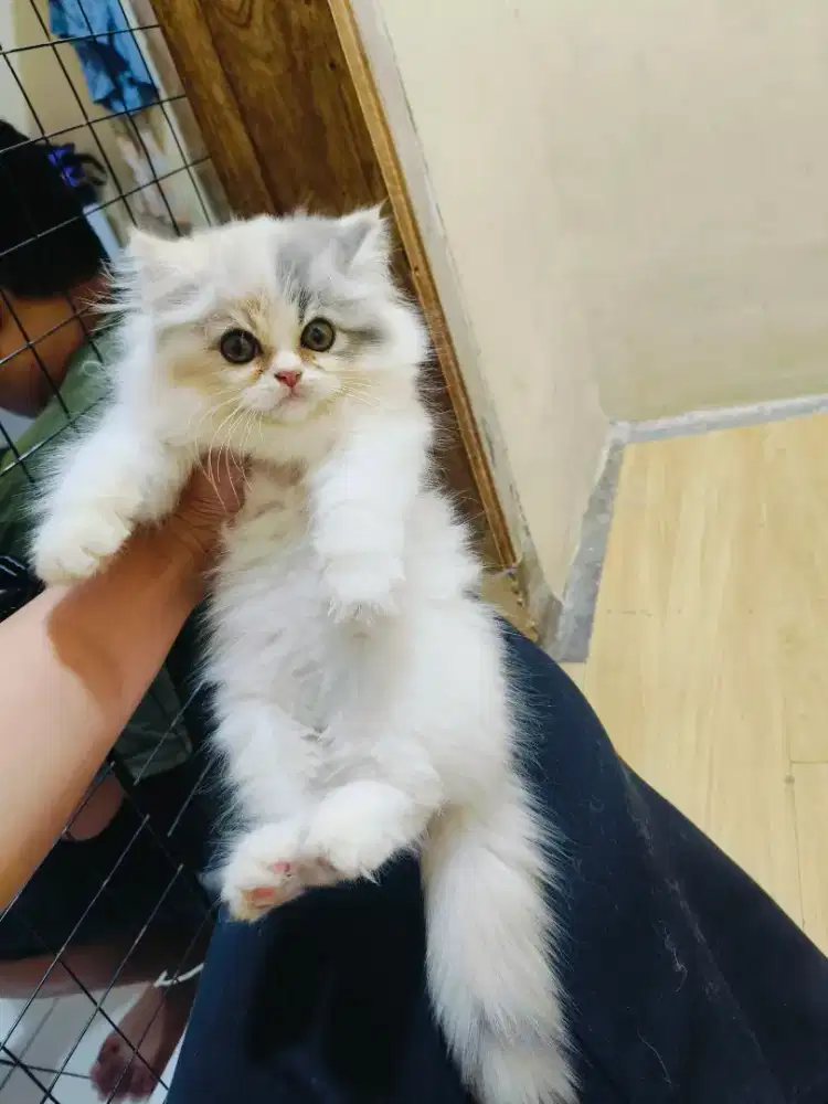 Persia Calico delute