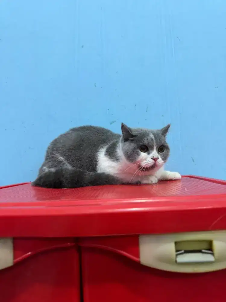 KUCING KITTEN BRITISH SHORTHAIR BETINA SUPER GOOD QUALITY