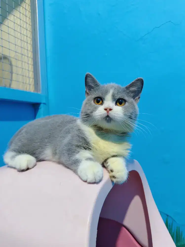 Munchkin BSH Betina Bico Blue Kitten British Short Hair Cebol