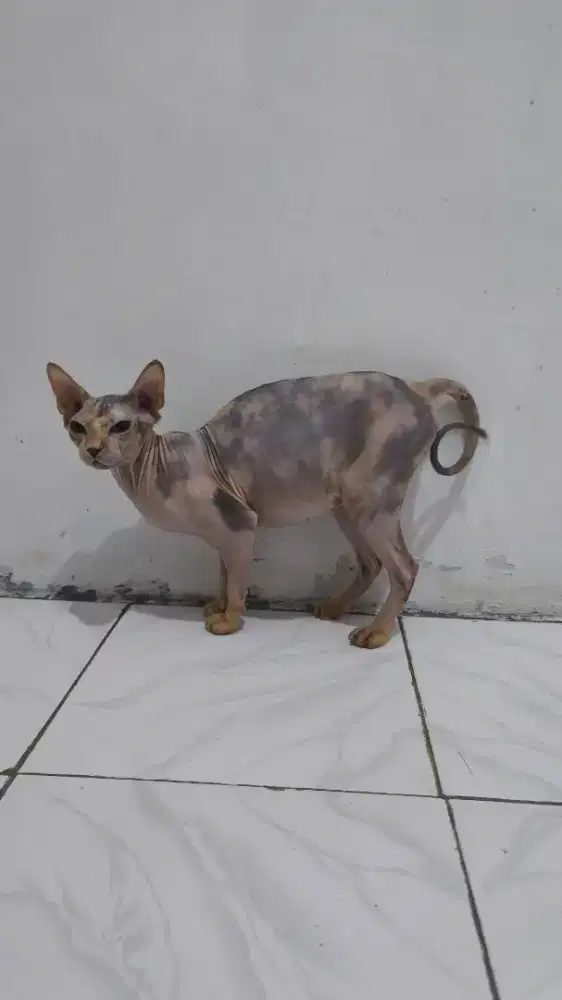 Sphynx Sphinx Betina Ped ICA