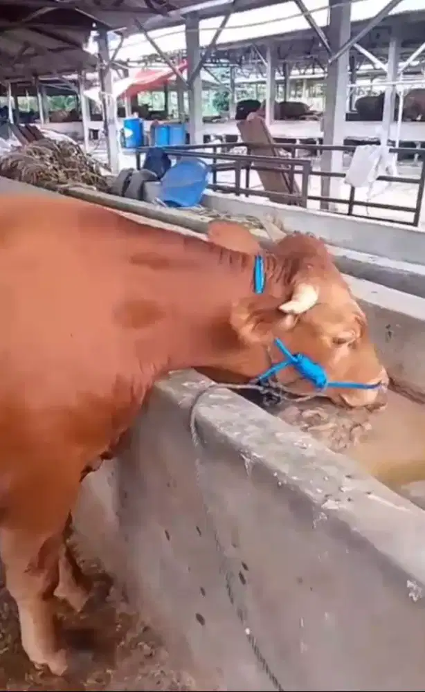 Limousin Sepasang usia produktif 8bulan.