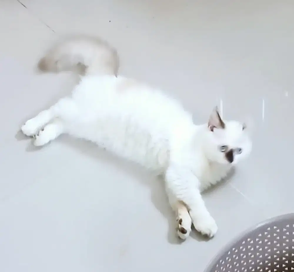 ragdol betina 8 bulan